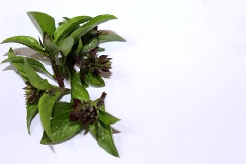 Fresh aromatic herbs basil Leaf Stock Photos
