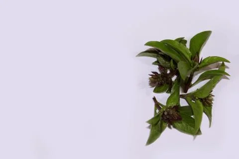 Fresh aromatic herbs basil Leaf Stock Photos