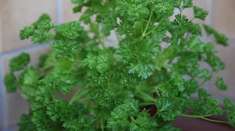 Fresh aromatic herbs on a terrace, culinary herbs, parsley, medicinal plant Stock Footage 37622508