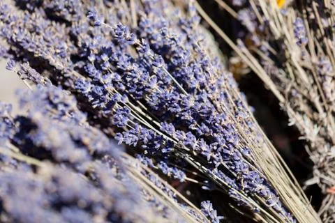 Fresh aromatic lavender in basket macro outdoor Stock Photos