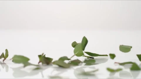 Fresh aromatic Mint Leaves Mojito Cocktail Tea Bouncing Slow Motion White Stock Footage 335461748