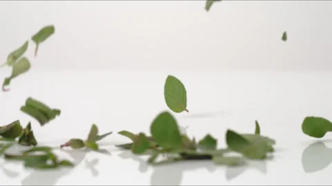 Fresh aromatic Mint Leaves Mojito Cocktail Tea Bouncing Slow Motion White Stock Footage 335991250