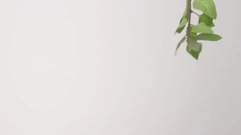 Fresh aromatic Mint Sprigs Mojito Peppermint Raining Slow Motion White Backdrop Stock Footage 336222215