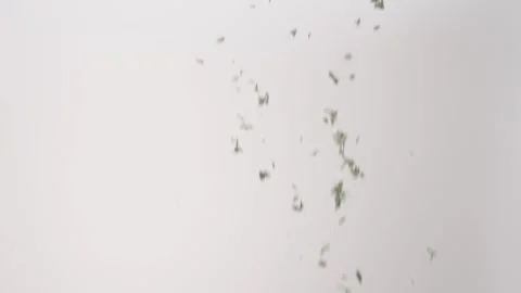 Fresh aromatic Thyme Leaves Pieces French Savory Raining Slow Motion White Stock Footage 336391511