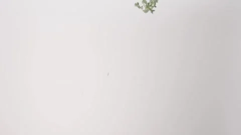 Fresh aromatic Thyme Sprigs Roast Soup French Raining Slow Motion White Stock Footage 336392403