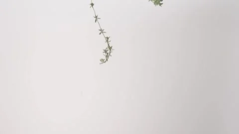 Fresh aromatic Thyme Sprigs Roast Soup French Raining Slow Motion White Stock Footage 336392441
