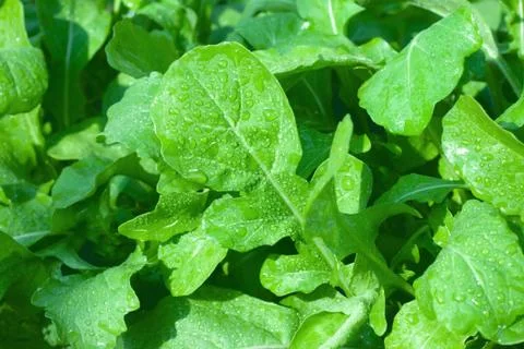 Fresh arugula background Stock Photos