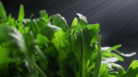 Fresh arugula captured in macro with sparkling water droplets. Slow motion Stock Footage 340323436