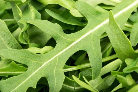 Fresh arugula closeup Stock Photos