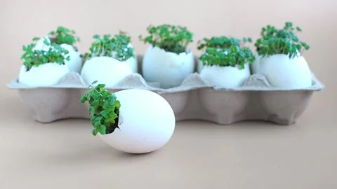 Fresh arugula green sprouts in egg shells in carton box on brown background. 스톡 동영상 235721735