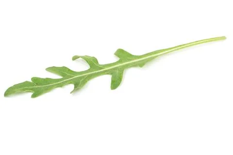 Fresh arugula isolated Stock Photos