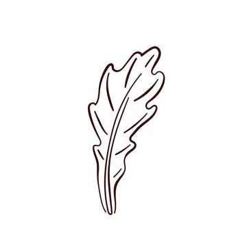 Fresh arugula leaf icon in line art style. Vector illustration isolated on a Stock Illustration