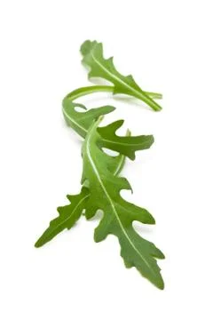 Fresh arugula leaves. Stock Photos