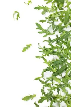 Fresh arugula leaves. Stock Photos