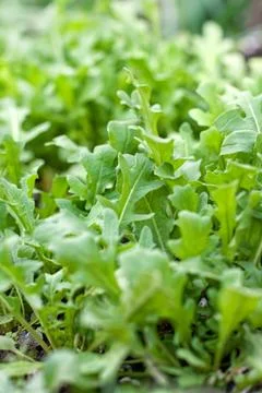 Fresh arugula Stock Photos