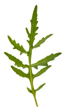 Fresh arugula Stock Photos