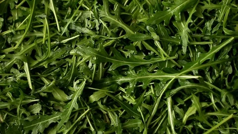 Fresh arugula salad use for background Stock Footage 85684591