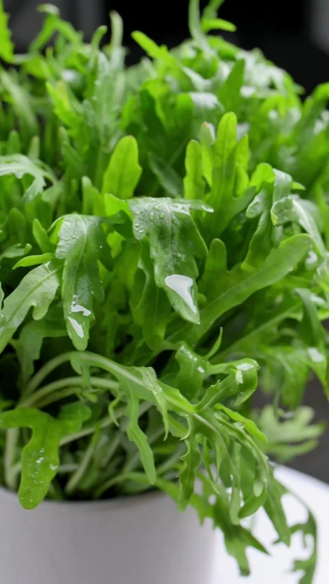 Fresh arugula showcased in macro highlights detailed leaves with rich color Stock Footage 340323637