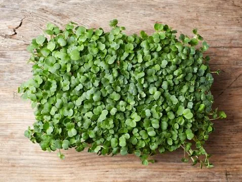 Fresh arugula sprouts Stock Photos