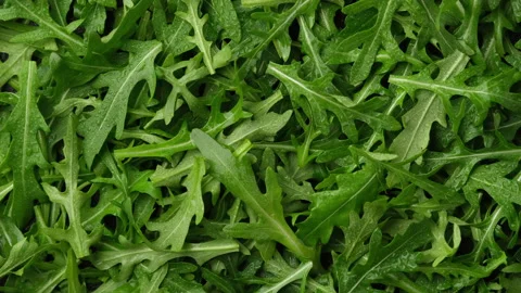 Fresh arugula top view. arugula salad heathy food Stock-Footage 148468257