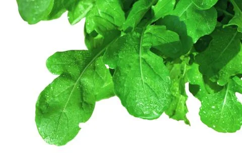 Fresh arugula on white background Stock Photos