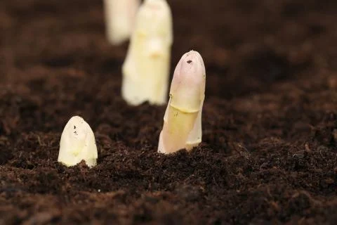 Fresh asparagus on the fields Stock Photos