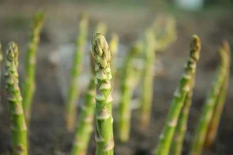 Fresh asparagus growing in field, closeup view Stock Photos