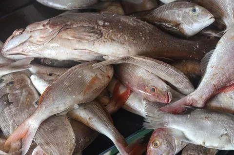 Fresh Assorted Fish Display at Traditional Seafood Market Fotos Stock