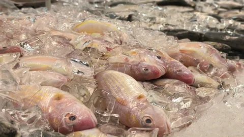 Fresh Assorted Fish Displayed on Ice in ... | Stock Video | Pond5