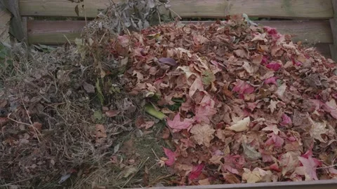 Fresh Autumn Leaves on Compost Video stock 321440014