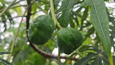 Fresh Avocado Fruit Hanging on Tree Branch in Natural Tropical Garden Video stock 330402751