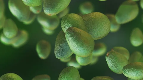 Fresh Avocado fruit loop-able background in slow motion 4K Video stock 153009591