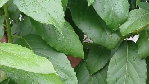 Fresh Avocado Leaves After Rainfall Stock Footage 329141511