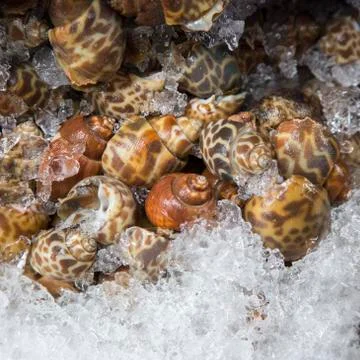 Fresh babylon on ice Stock Photos