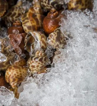 Fresh babylon on ice Stock Photos
