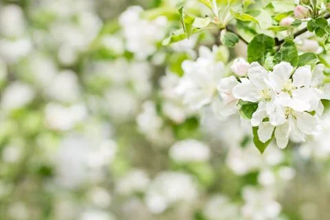 Fresh Background with a Blooming Spring Tree. Foto stock