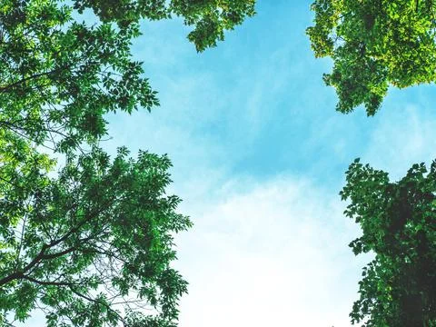 The fresh background of the young spring trees against the sky as a round frame. Stock Photos