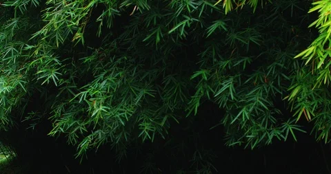 Fresh bamboo leaf background Stock Footage 118169836