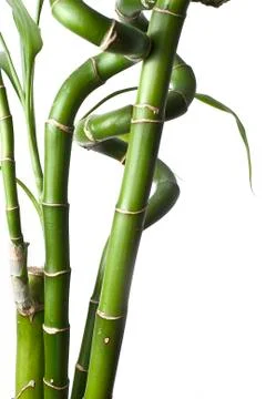 Fresh bamboo. Stock Photos