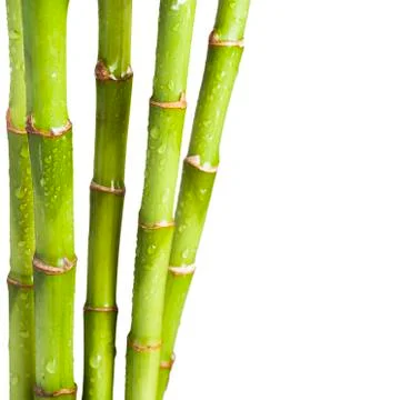 Fresh Bamboo Stock Photos