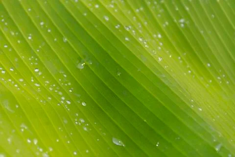 Fresh banana leaf suitable for background nature or background green  and lea Stock Photos