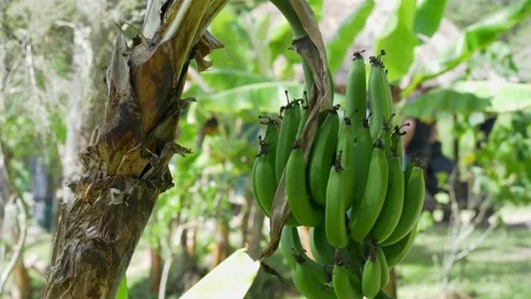 Fresh Bananas Hanging From a Tree Stock Footage 137644620
