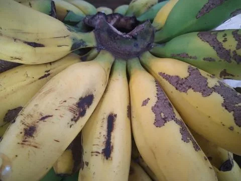 Fresh Bananas Stock Photos