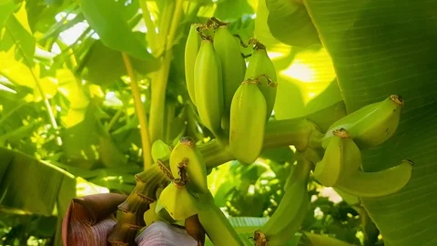 Fresh bananas on a tree. Stock Footage 79851587