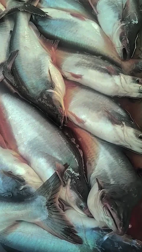 Fresh basa pangasius fish displayed at a bustling local fish market 動画素材 319328649