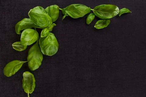 Fresh basil background. Stock Photos