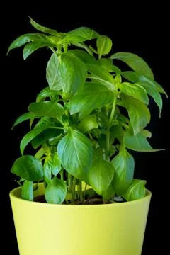 Fresh basil on a black background Stock Photos
