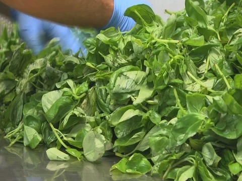 Fresh basil cleaning Stockbeeldmateriaal 81023275