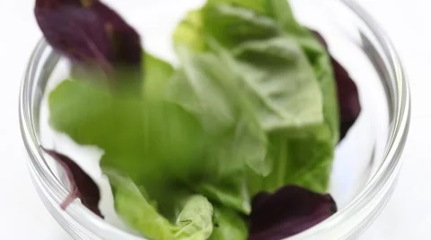 Fresh basil - closeup shot Stock Footage 66580273