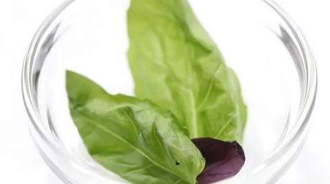 Fresh basil - closeup shot Stock Footage 66580278
